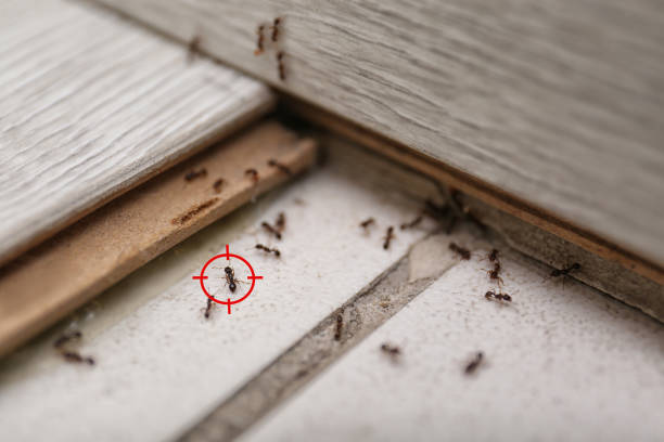 Wildlife Control Services in Port Byron, NY