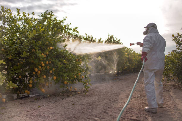 Best Wasp Removal Services  in Port Byron, NY