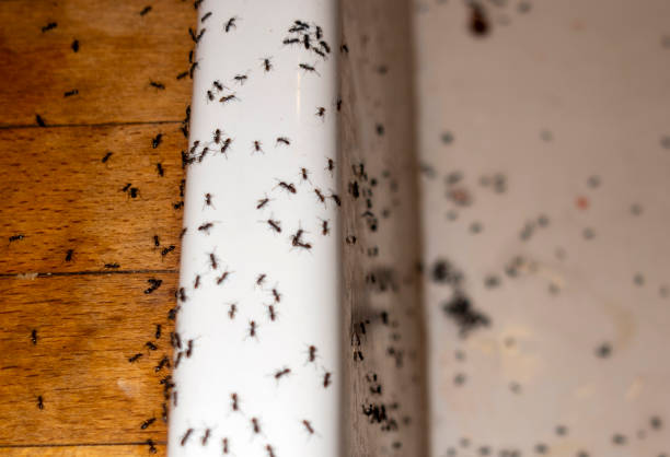 Best Termite Control Services  in Port Byron, NY